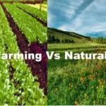 organic vs Natural Farming