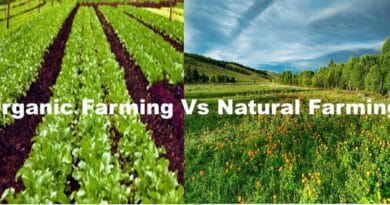 organic vs Natural Farming