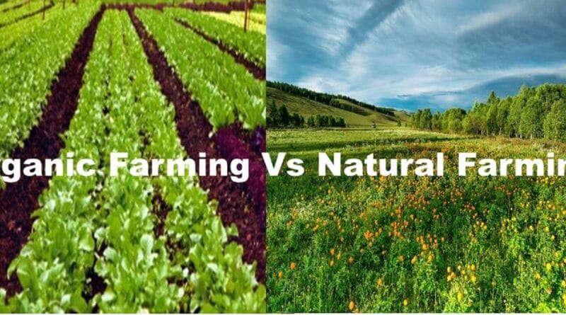 organic vs Natural Farming