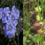 Cultivation of Linseeds or Flax Fiber Crop in India