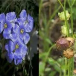 Cultivation of Linseeds or Flax Fiber Crop in India