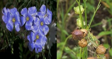 Cultivation of Linseeds or Flax Fiber Crop in India