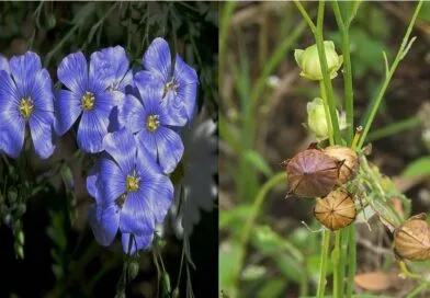 Cultivation of Linseeds or Flax Fiber Crop in India