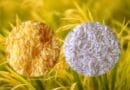 Golden Rice ; Potentially Most Valuable Products Of Genetic Engineering