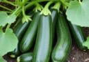 Cultivation of Zucchini in India