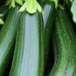cultivation of zucchini