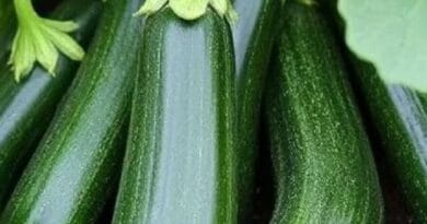 cultivation of zucchini