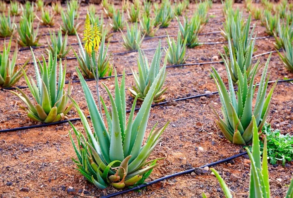 Cultivation of Aloe Vera (Grithkumari) in India