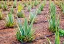 Cultivation of Aloe Vera (Grithkumari) in India