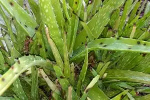 Cultivation of Aloevera