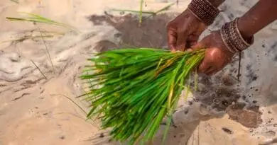 Game-Changing Rice for Farmers: An Upgraded Variant of Samba Mahsuri and MTU1010