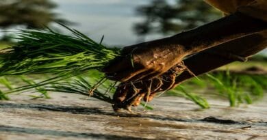 Game-Changing Rice for Farmer”s ; An Upgraded Variant of Samba Mahsuri and MTU1010