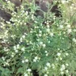 https://agrovistafarming.com/use-of-carrot-grass-parthenium-hysterophorousl-for-making-organic-manure/