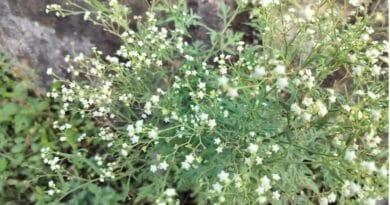 Use of Carrot grass (Parthenium hysterophorousL.) for making organic manure