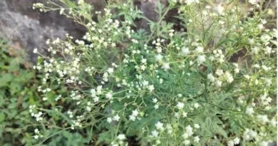 https://agrovistafarming.com/use-of-carrot-grass-parthenium-hysterophorousl-for-making-organic-manure/