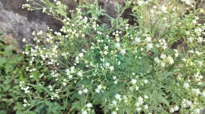 https://agrovistafarming.com/use-of-carrot-grass-parthenium-hysterophorousl-for-making-organic-manure/
