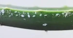 Cultivation of Aloevera