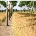 Alley farming