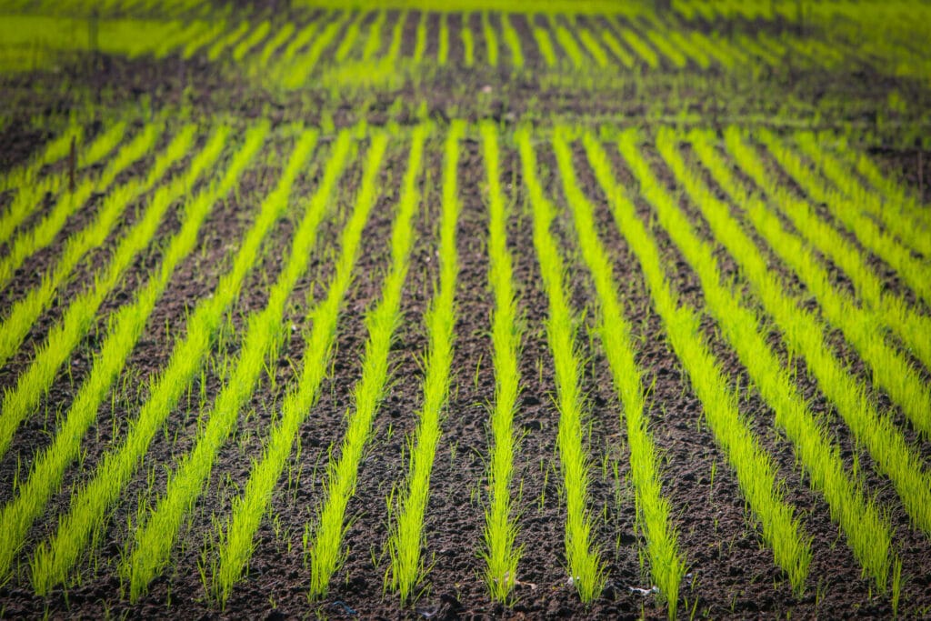 Direct-seeded rice ; A technique to Address Production and sustainability