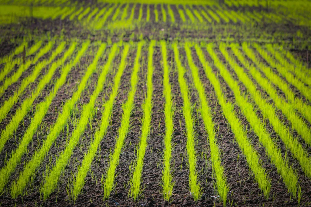 Direct-seeded rice ; A technique to Address Production and sustainability