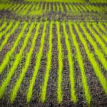 Direct-seeded rice ; A technique to Address Production and sustainability