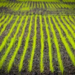 Direct-seeded rice ; A technique to Address Production and sustainability