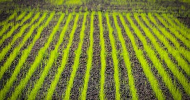 Direct-seeded rice ; A technique to Address Production and sustainability