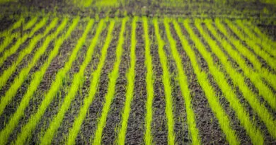Direct-seeded rice ; A technique to Address Production and sustainability