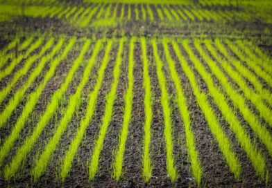 Direct-seeded rice ; A technique to Address Production and sustainability