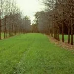 Agroforestry in India ; A stable solution for farm income and the environment