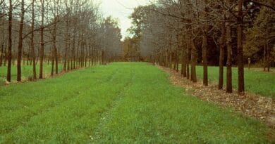 Agroforestry in India ; A stable solution for farm income and the environment