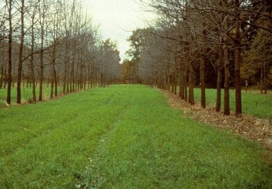 Agroforestry in India ; A stable solution for farm income and the environment