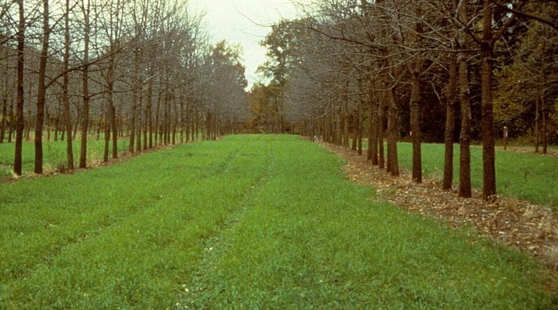 Agroforestry