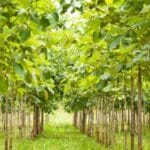 Integrated Tree-Crop Systems