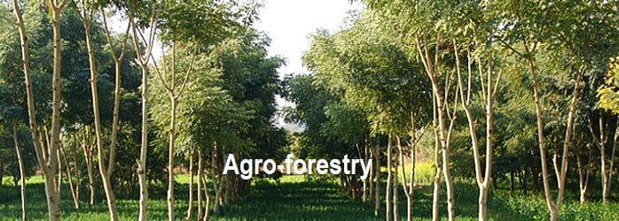 Agro-forestry