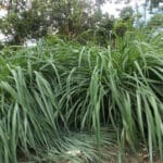 cultivation of Lemon Grass