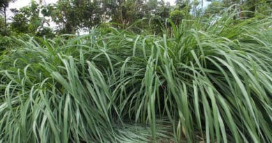 Cultivation of Lemon Grass to Boost Farm Income cultivation of Lemon Grass