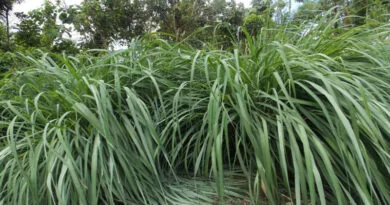 cultivation of Lemon Grass