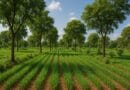 Suitable Agroforestry Trees for Different Agricultural Conditions