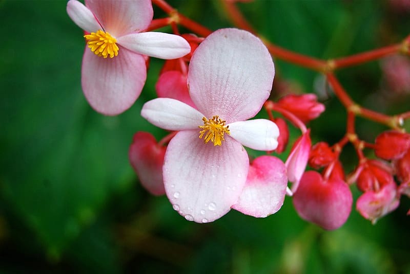 Begonia Flowers