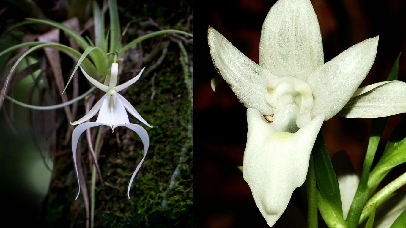 Ghost Orchid