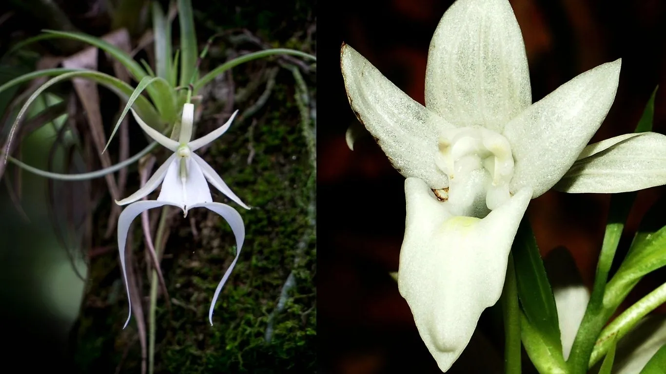 Ghost Orchid