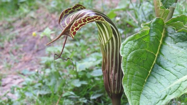 Himalayan Cobra Lily