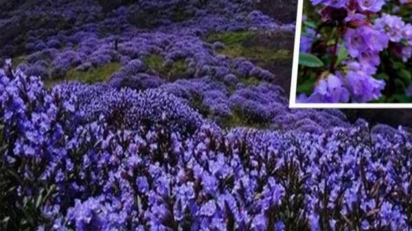 Neelakurinji Flowers