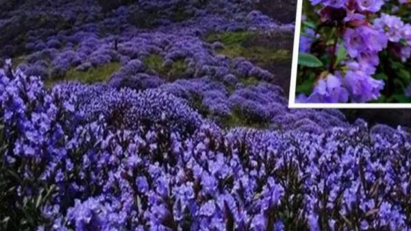 Neelakurinji Flowers