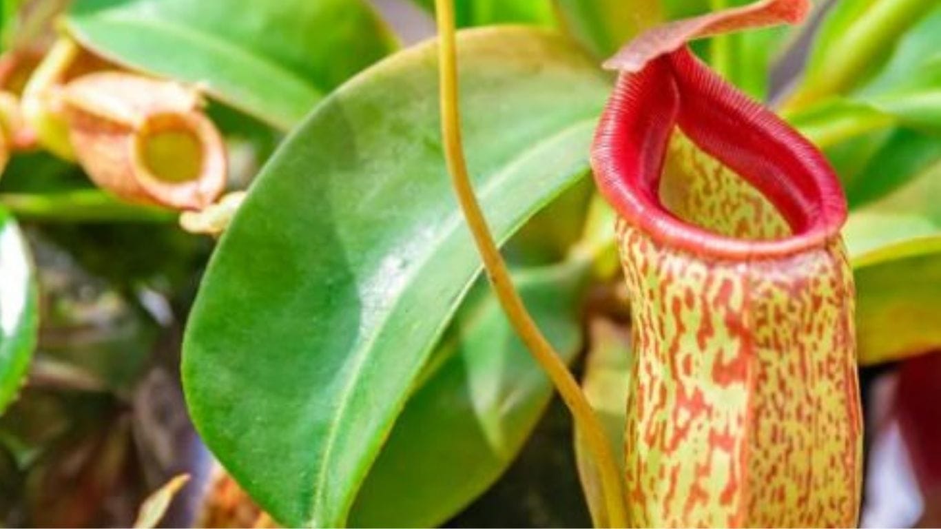 Pitcher Plant (Nepenthes khasiana)