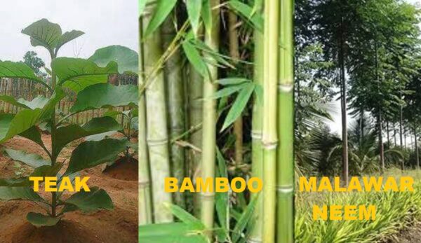 Suitable Trees for Field Bunds