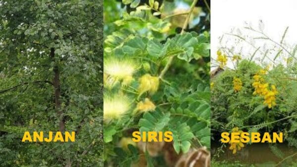 Suitable Trees for Fodder