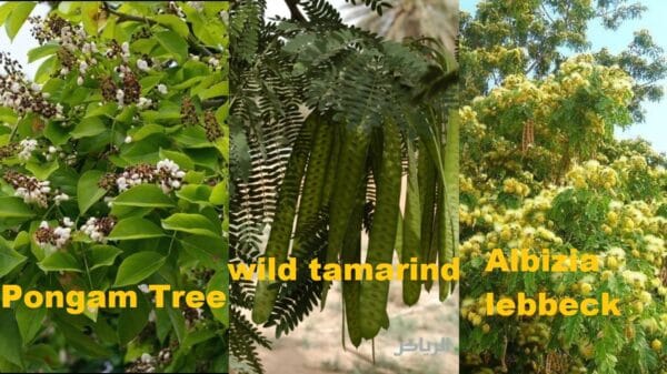 Suitable Trees for controlling soil erosion