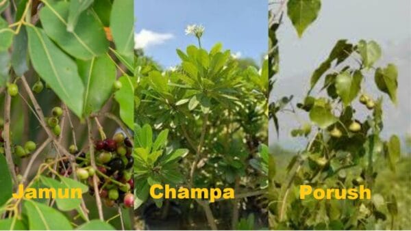 Suitable Trees for water logged areas